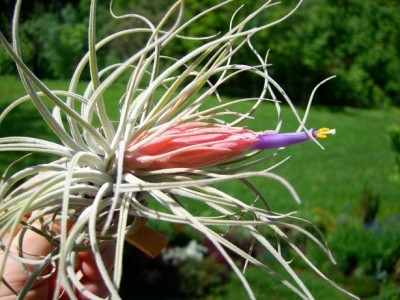 Tillandsia matudae 1.jpg
