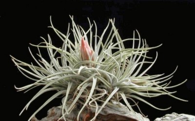 Tillandsia matudae 2.jpg
