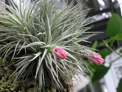 Tillandsia oaxacana 1.jpg