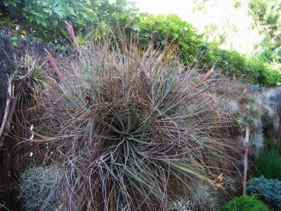 tillandsia juncea 1.JPG