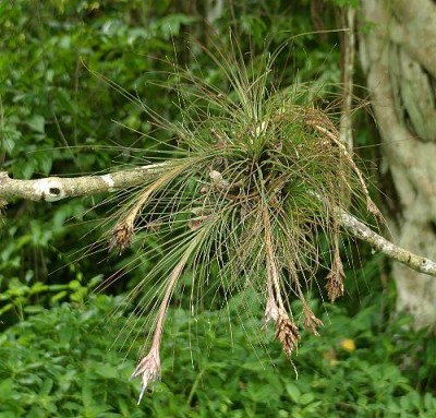 tillandsia juncea 2.JPG