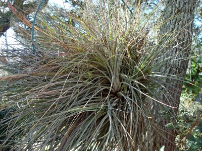 Tillandsia juncea 3.jpg