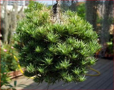 tillandsia araujei 1.JPG