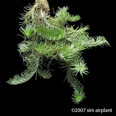 tillandsia araujei 2.JPG