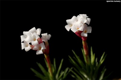 tillandsia araujei 3.JPG