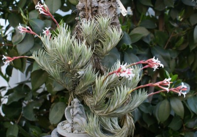 tillandsia araujei 4.JPG