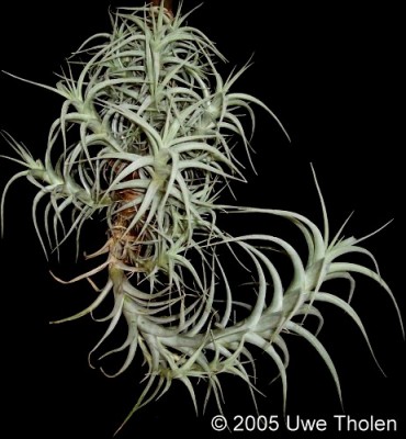 tillandsia albida 1.jpg