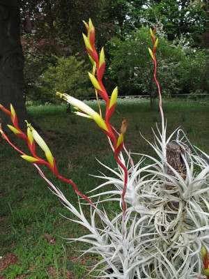 tillandsia albida 3.jpg