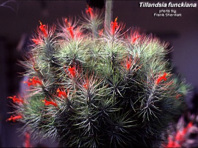 TILLANDSIA FUNCKIANA1.jpg