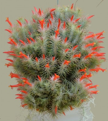 TILLANDSIA FUNCKIANA 3.jpg