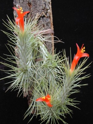TILLANDSIA FUNCKIANA 4.jpg