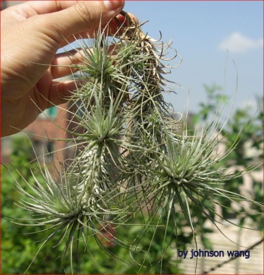 Tillandsia heteromorpha 1.jpg