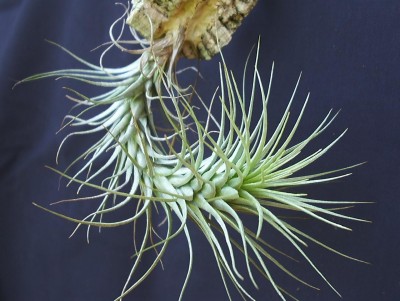 Tillandsia heteromorpha 4.jpg