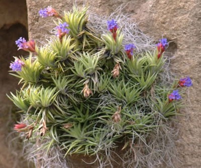tillandsia neglecta 2.jpg