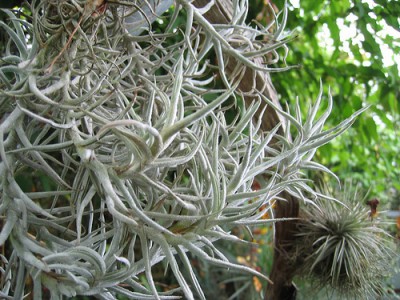 tillandsia paleacea1.jpg