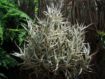 tillandsia paleacea 2.jpg