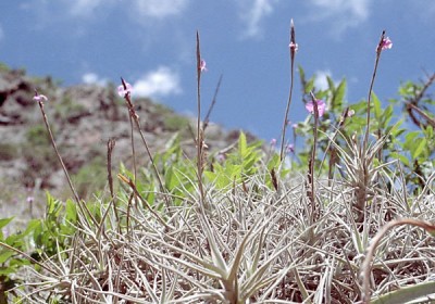 tillandsia paleacea 3.jpg