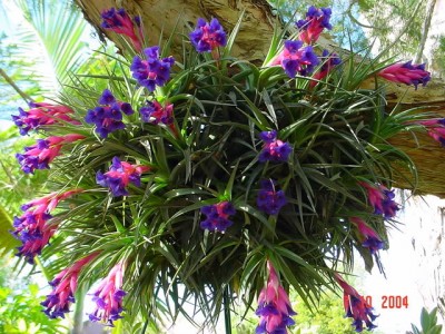 Tillandsia aeranthos 1.jpg