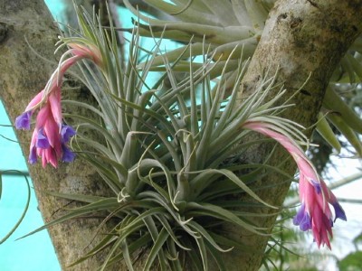 Tillandsia aeranthos 2.jpg