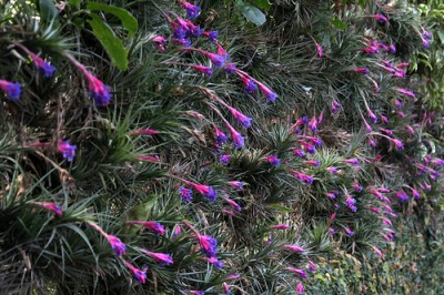 Tillandsia aeranthos 3.jpg