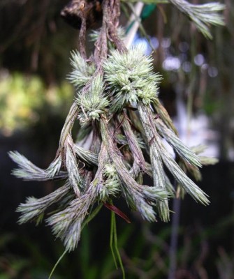 Tillandsia bryoides 1.jpg
