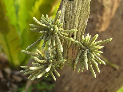 Tillandsia bryoides 3.jpg