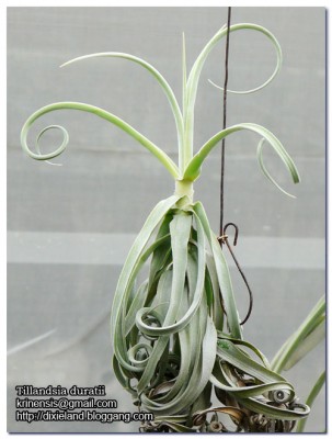 Tillandsia duratii 2.jpg
