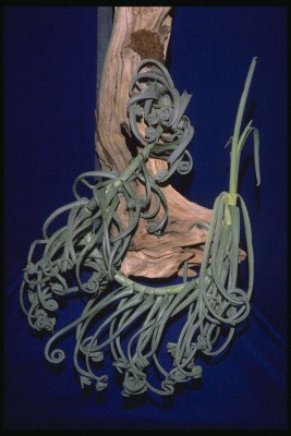 Tillandsia duratii 5.jpg