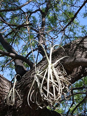 Tillandsia duratii 4.jpg