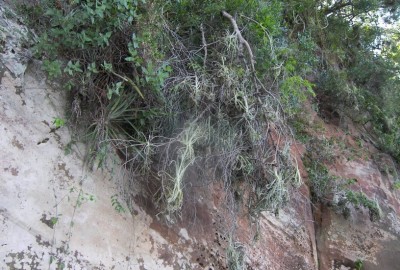 Tillandsia duratii 6.jpg