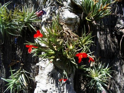 tillandsia albertiana 2.JPG