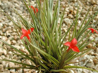 tillandsia albertiana 3.jpg