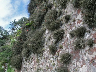 TILLANDSIA ALBERTIANA in situ.jpg