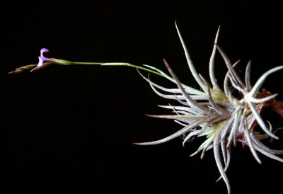 Tillandsia bandensis3.jpg