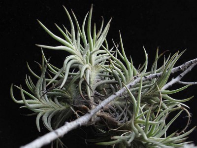 Tillandsia bandensis2.jpg