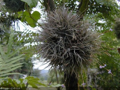 Tillandsia bandensis 4.jpg