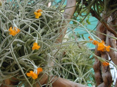 tillandsia crocata 1.jpg