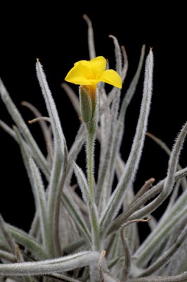 tillandsia crocata 2.jpg