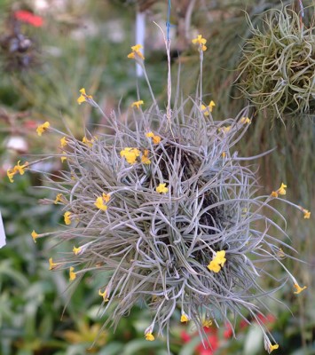 tillandsia crocata 3.jpg