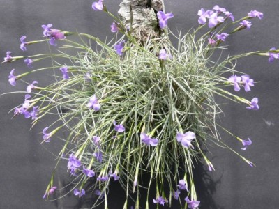 Tillandsia mallemontii 1.jpg