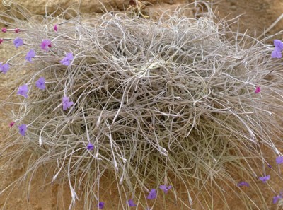 Tillandsia mallemontii 3.jpg