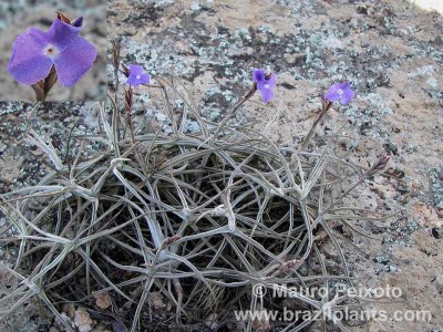 Tillandsia mallemontii 2.jpg