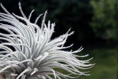 tillandsia tectorum 1.jpg