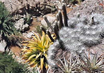 tillandsia tectorum 3.jpg