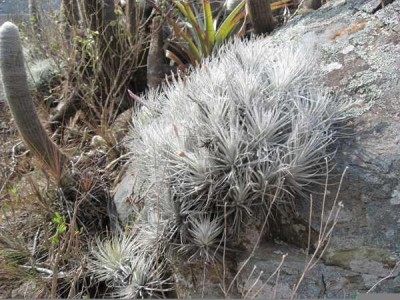 tillandsia tectorum 4.jpg