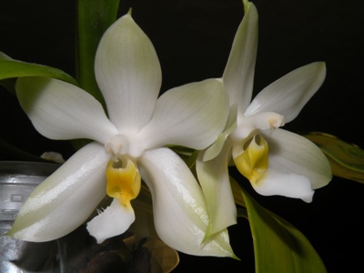 Cherry Spot alba.JPG